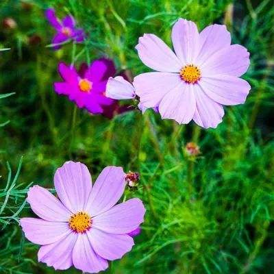 云开平台APP官方全站APP入口